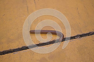 Scary millipede on the sidewalk,Thailand