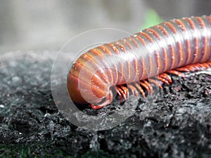 A scary millipede on the wood