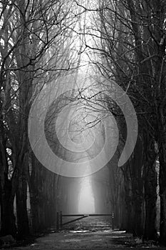 Scary misty forest in black and white for halloween