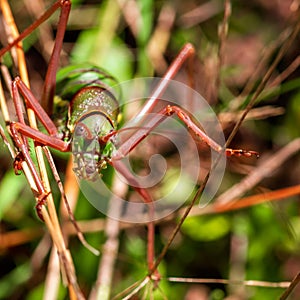 Scary muzzle of a large green grasshopper