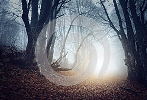 Scary mysterious forest in fog in autumn. Magic trees