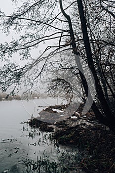 Scary mysterious forest with green light and frozen lake in fog in winter. Nature misty landscape. Scary halloween