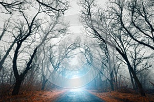 Scary mysterious forest with road in fog in autumn