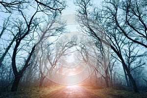 Scary mysterious forest with road in fog in autumn