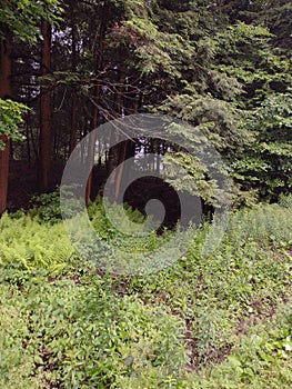 Scary Path in the woods