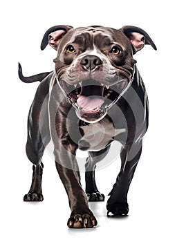 scary pit bull with open mouth