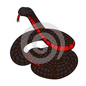 Scary red-bellied black snake on isolated background