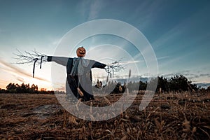 Scary scarecrow with a halloween pumpkin head in a field at sunset. Halloween background, copy space