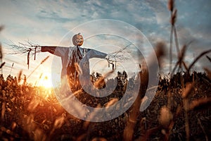 Scary scarecrow with a halloween pumpkin head in a field at sunset. Halloween background, copy space