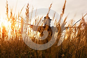 Scary scarecrow in a hat