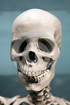 Scary Skeleton Skull