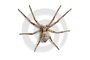 Scary Spider Isolated on White