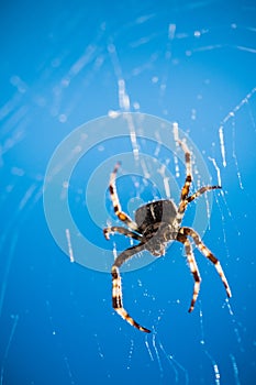 Scary Spider in its Web in the Glaring Sun Fear and Arachnophobia Concept