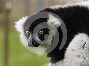 Scary Staring Lemur