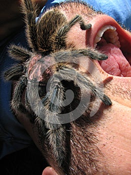 scary tarantula on screaming face