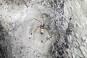 Scary Thick Spider Webs and Dead and Alive Spiders Close Up