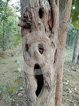 Scary tree bark with texture, nature creation background wallpaper.