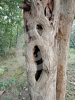 Scary tree bark with texture, nature creation background wallpaper.