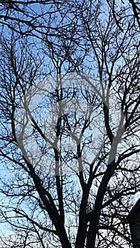 Scary tree on blue sky