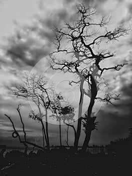 SCARY TREE SILHOUETTE