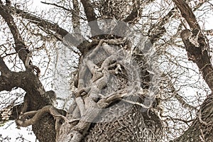 Scary tree with two trunks