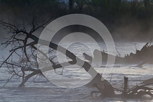 Scary Trees on a Foggy River