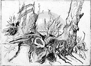 Scary Trees and Roots