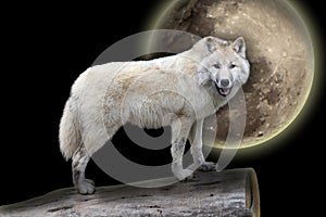 Scary white wolf in the night