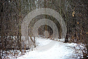 Scary winter woods trail creepy trees in Michigan