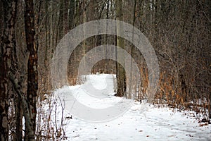 Scary winter woods trail creepy trees in Michigan