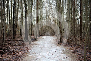 Scary winter woods trail creepy trees in Michigan