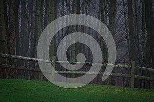 Scary woods with fenceline and dreadful horrific things that lurk in the darkness. Drizzly rain and morning twilight. Copy