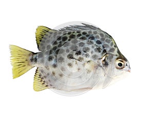 Scat Fish On White Background