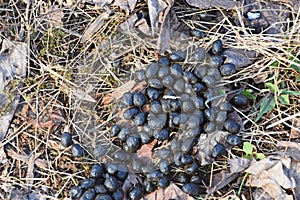 Deer Scat Found in A Forest