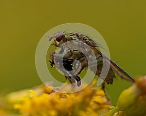 Scatophaga stercoraria fly has caught a prey