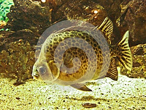 Scatophagus argus atromaculatus