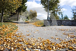 Scattered colorful autumn leaves on a road