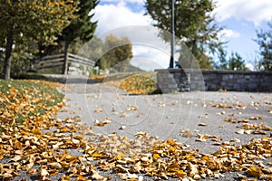 Scattered colorful autumn leaves on a road photo