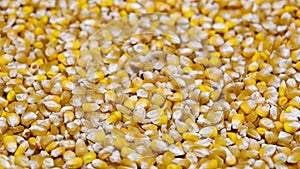 Scattered corn Seeds