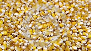 Scattered corn Seeds