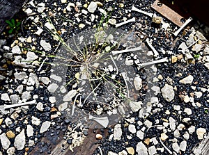 Scattered deer bones alongside railroad tracks