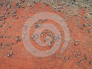 Scattered Desert Oak Seed Pods on Red Soil, Uluru, Northern Territory, Australia