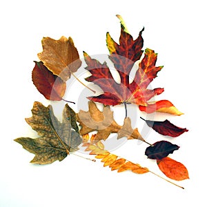 Scattered Fall Leaves