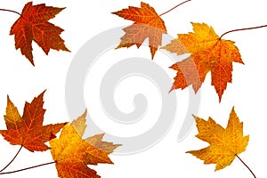 Scattered Fall Maple Leaves on White Background