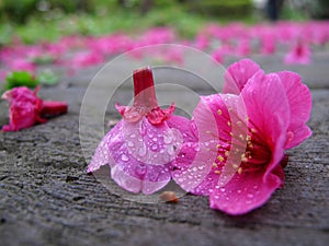 Scattered flowers in rain