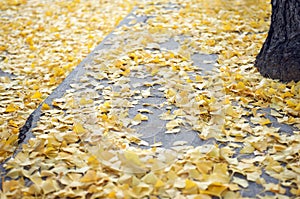 Scattered Ginko Leaves Autumn