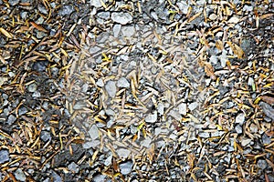 Scattered pebbles and leaves