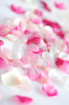 Scattered petals photo