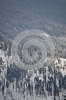 Scattered pine trees on a mountain covered by snow