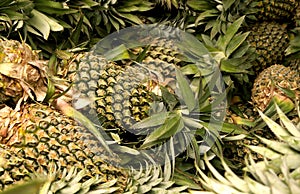 Scattered pineapple for sale